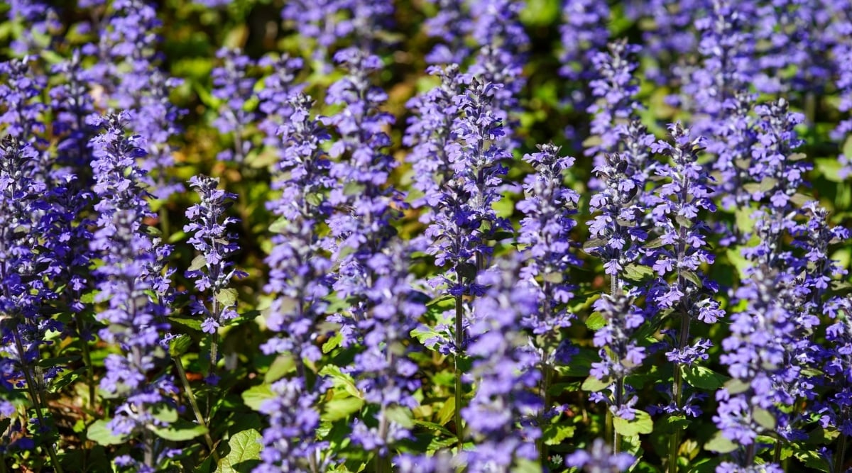 Several Bugleweed with flowers that are small, tubular, and purple in color. Its stems are slender, and straight. The leaves are small, glossy, and dark green leaves. 