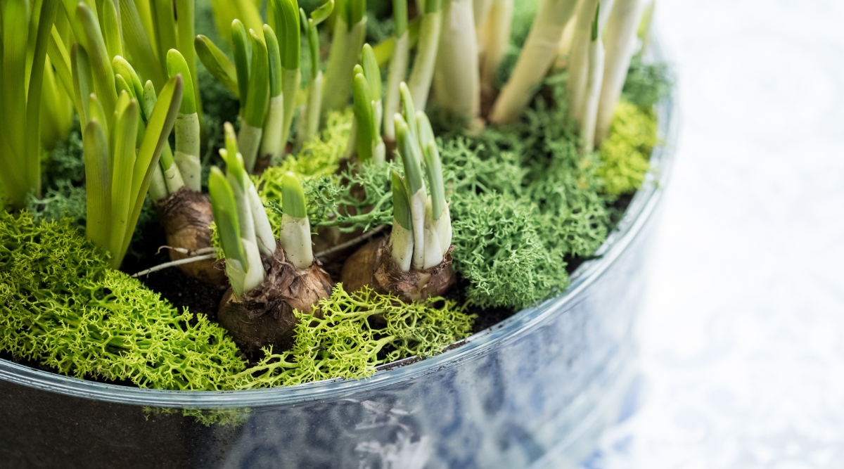 Close-up of a large shallow pot of spring-blooming flower bulbs planted indoors for forced flowering. These bulbs have brown husks and several small green shoots on top of each bulb. The pot has a decorative and protective layer of moss.