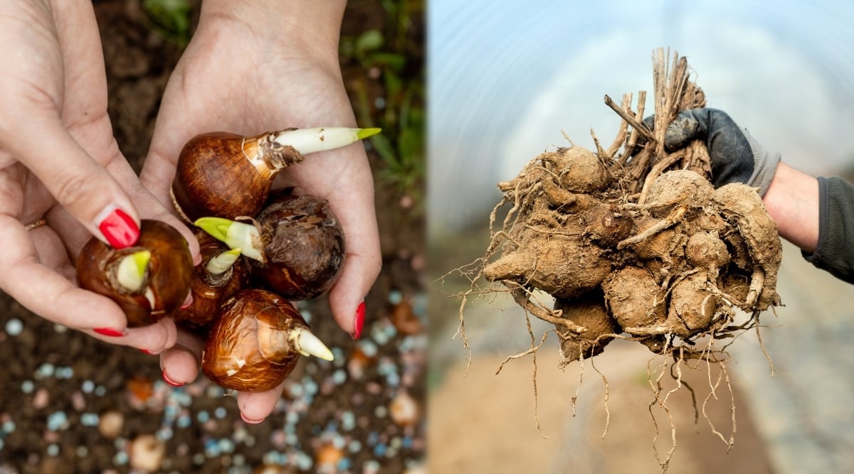 The image includes two images comparing bulbs and tubers. Bulbs and tubers are two distinct types of underground storage structures in plants. The bulbs are round in shape and covered with a papery, dark brown husk, with stems growing from the top. Dahlia tubers are bulbous, fleshy structures characterized by their irregular, elongated shape with multiple growth points or "eyes" on their surface. They resemble a cluster of knobby, interlocking, finger-like structures.