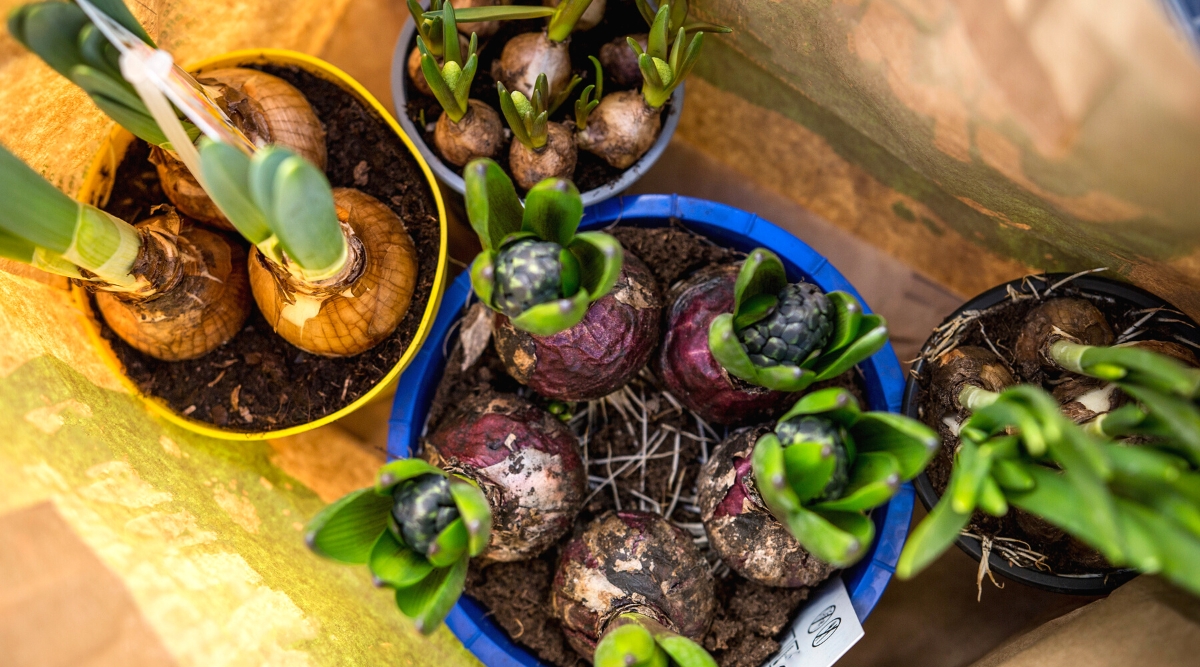 Top view of bulbs with sprouts in four pots in a paper bag. Daffodil, Hyacinth and tulip bulbs. The bulbs are planted in pots with soil mixture.