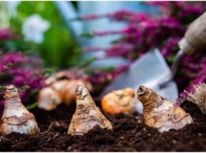 A close-up of tulip bulbs being planted in dark, rich soil. In the background, vibrant plants with light purple leaves surround the planting site, and a small shovel rests nearby.