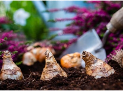 A close-up of tulip bulbs being planted in dark, rich soil. In the background, vibrant plants with light purple leaves surround the planting site, and a small shovel rests nearby.