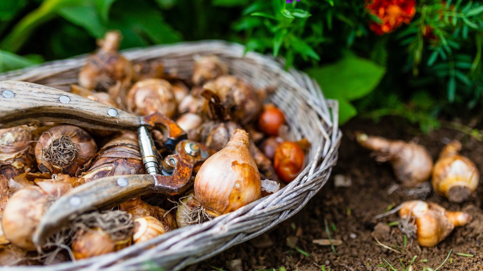 Close-up of flower bulbs in a small wicker basket ready for autumn planting. The bulbs are round in shape with slightly elongated tips and a thin tuft of roots on the other side. The bulbs are covered with a protective layer of brown-orange husk. Old rusty pruning shears lie on the bulbs.