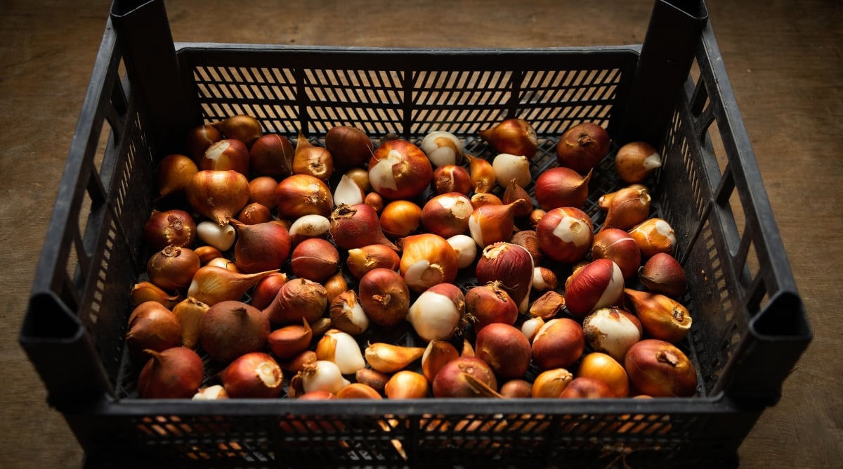 Close-up of a plastic crate full of tulip bulbs. Tulip bulbs are small and oval in shape, with a brown outer layer that is dry and papery. The room is quite dark.