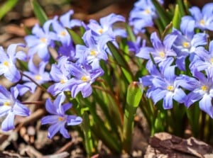 Short purple and white flowers with yellow centers sprout from bulbs planted in fall.