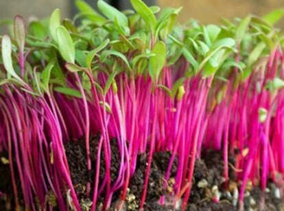 Bulls Blood Beet Microgreens