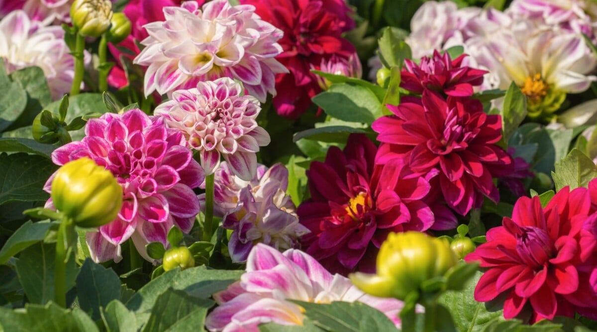 A close-up of beautiful dahlias flowers reveals their intricate pink and dark red blooms, with delicate, serrated petals that seem to cradle sunlight. Lush, green leaves provide a vibrant backdrop, their glossy surfaces reflecting the play of shadows and light.