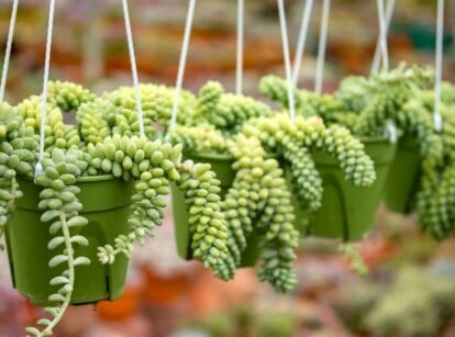 burros tail succulent