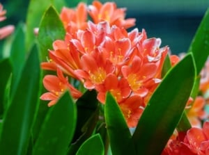 Bush lilies feature long, strappy leaves arranged in a fan-like fashion and produce clusters of trumpet-shaped flowers in vibrant shades of orange nestled atop sturdy stems.