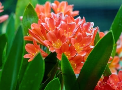 Bush lilies feature long, strappy leaves arranged in a fan-like fashion and produce clusters of trumpet-shaped flowers in vibrant shades of orange nestled atop sturdy stems.