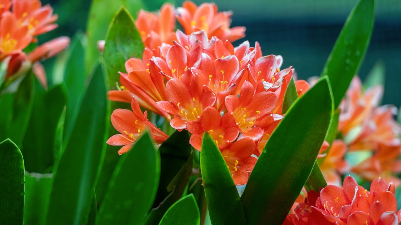 Bush lilies feature long, strappy leaves arranged in a fan-like fashion and produce clusters of trumpet-shaped flowers in vibrant shades of orange nestled atop sturdy stems.