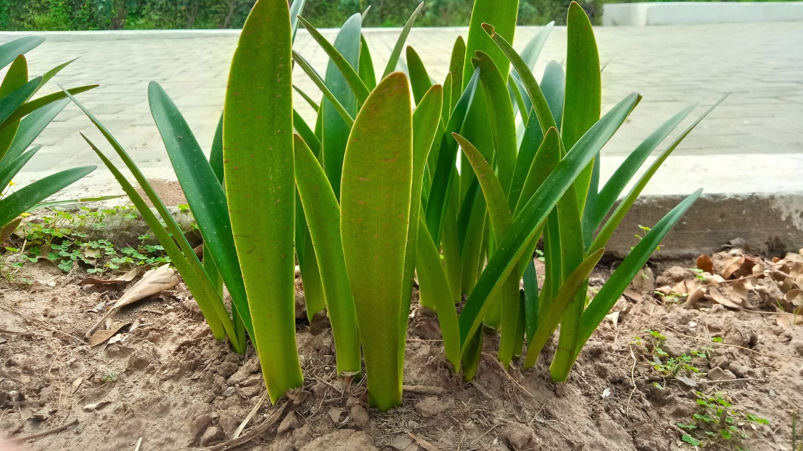 Close-up of a young Clivia miniata in a flower bed, showcasing glossy, dark green leaves that emerge in a fountain-like tuft, each leaf blade elongated and strap-like with a prominent midrib.