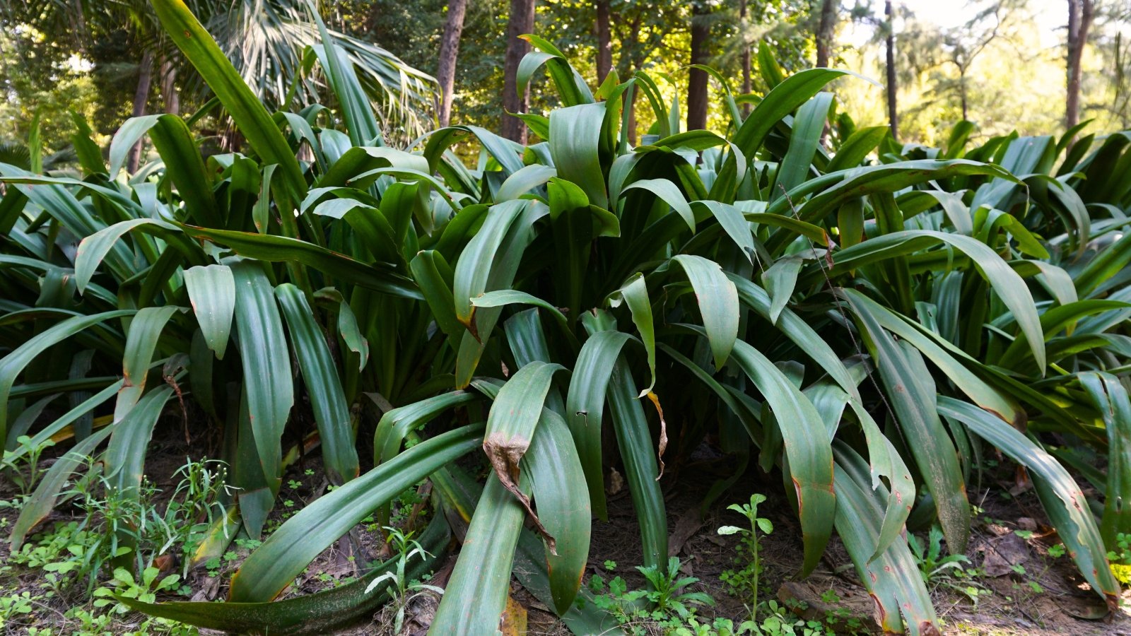 The bush lily plant displays its glossy, elongated green leaves arranged in a graceful, fountain-like manner, in a sunny garden.