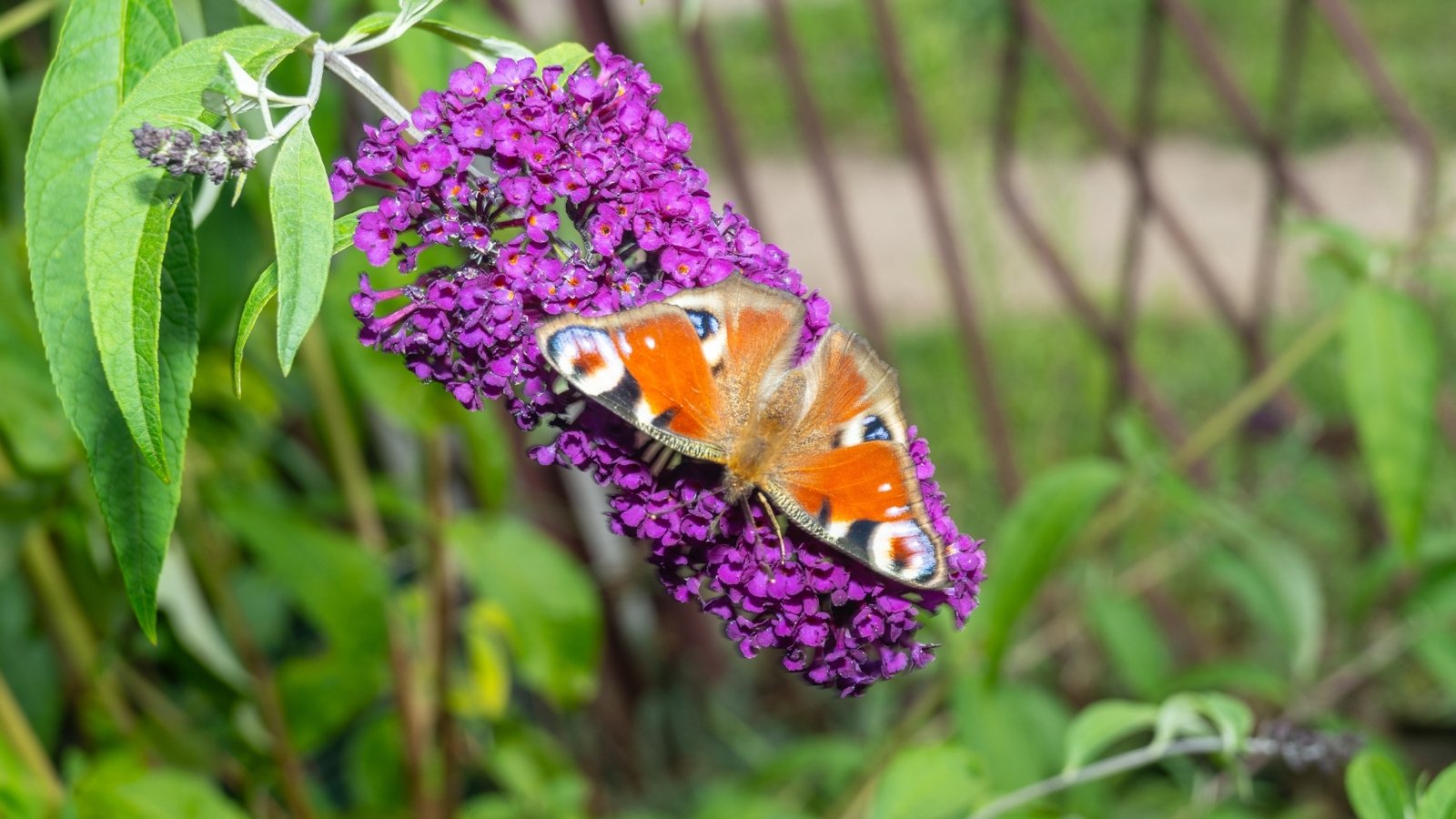 A close-up reveals a butterfly bush branch adorned with a vibrant purple flower hosting a delicate orange butterfly, surrounded by lush green leaves, with verdant foliage softly blurred in the background.