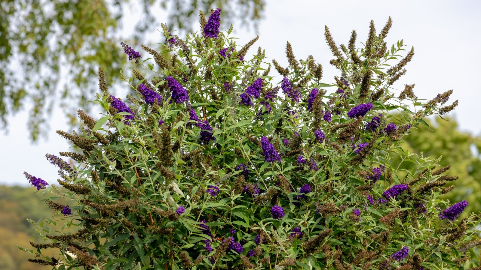 A close-up showcases a bush in full bloom, its violet or lavender flowers radiating elegance, complemented by verdant leaves; amidst a blurred garden scene, white sky peeks through foliage of various trees and plants.