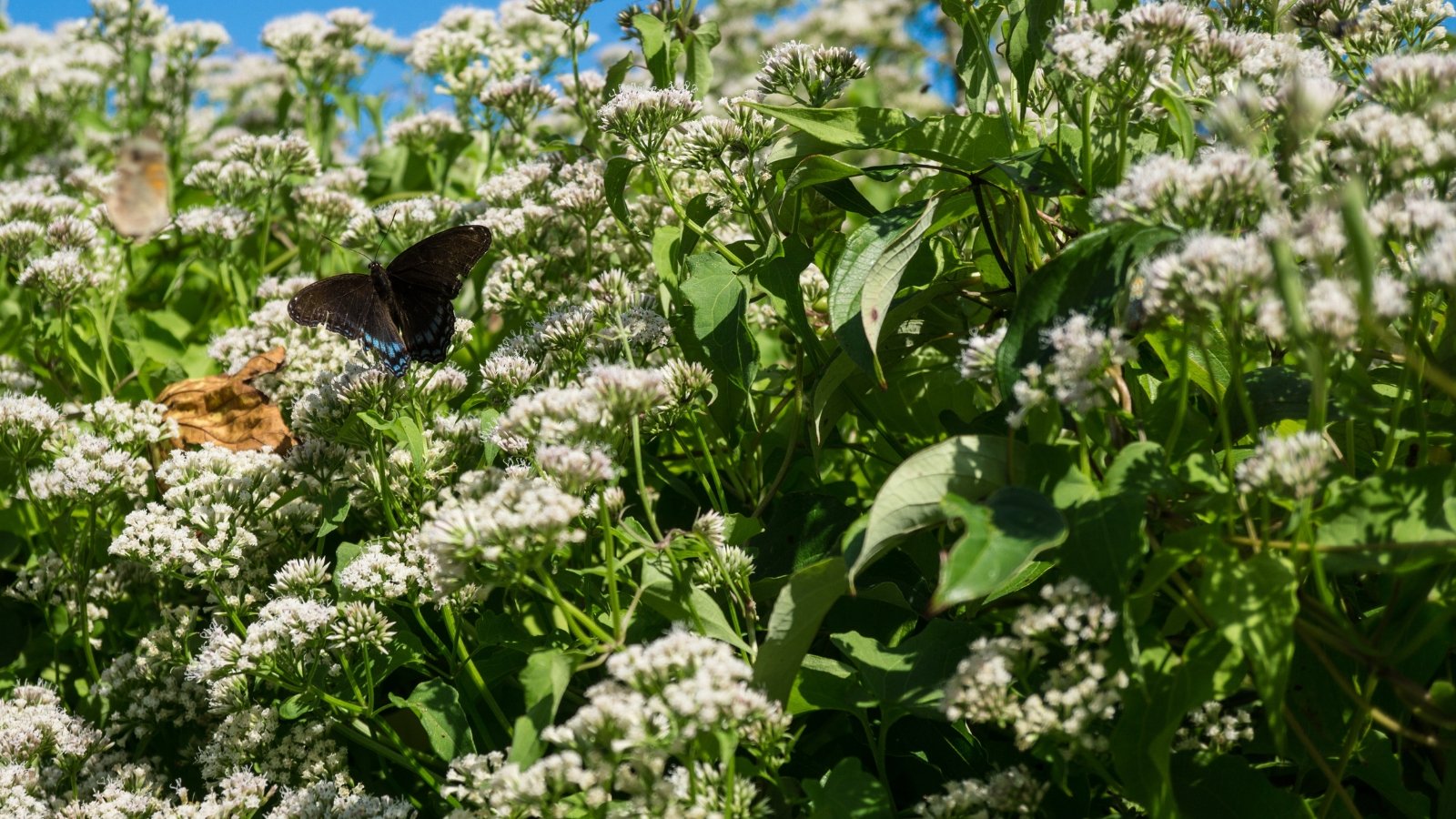 A black-and-blue butterfly perches on a cluster of tiny white flowers forming an umbrella-shaped bloom in a lush green field.