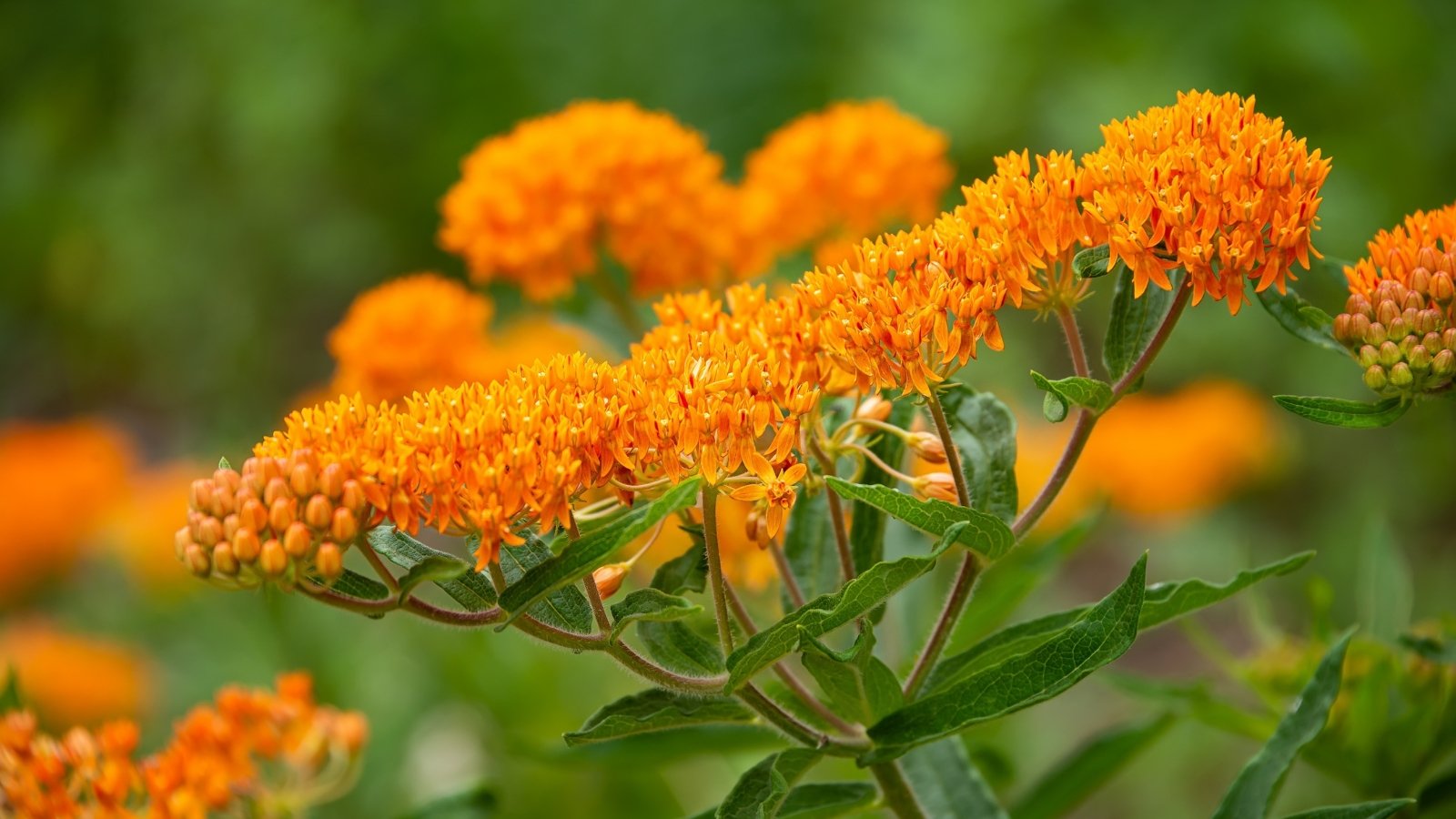 A vibrant cluster of orange butterfly milkweed blooms against a backdrop of lush green leaves. The blurred background hints at a flourishing meadow filled with more butterfly milkweed flowers, creating a harmonious tapestry of color and life.