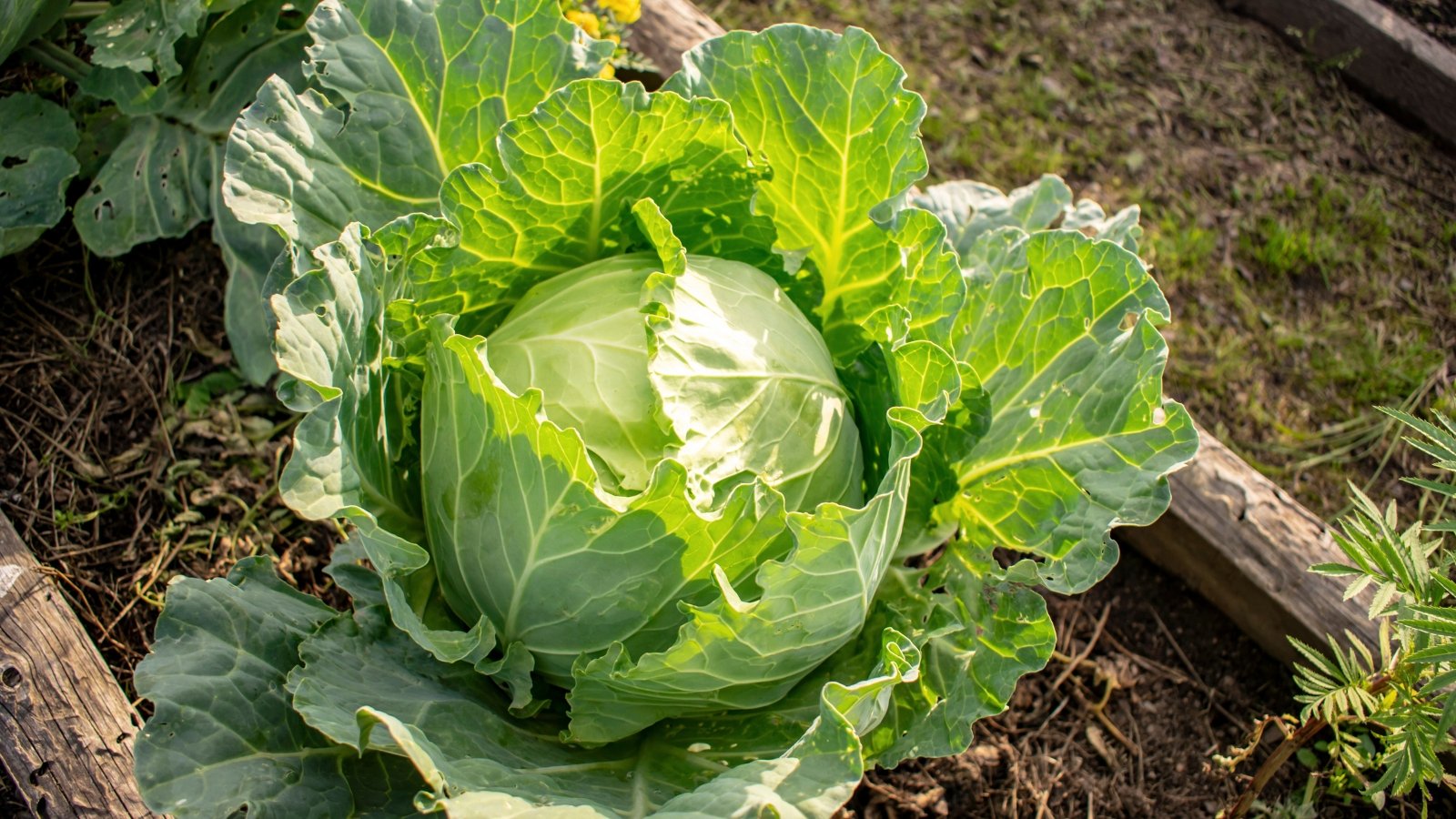 Cabbage plant has large, broad leaves that are tightly wrapped around each other, forming a dense, round head with a crinkled texture.