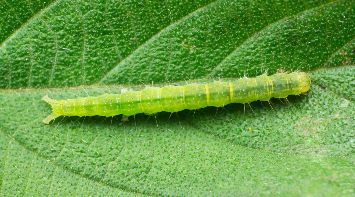 A vibrant green Cabbage Looper caterpillar with distinctive green stripes, rests on the lush surface of a leaf. Its segmented body and prolegs are visible, showcasing the intricate details of this common garden pest.
