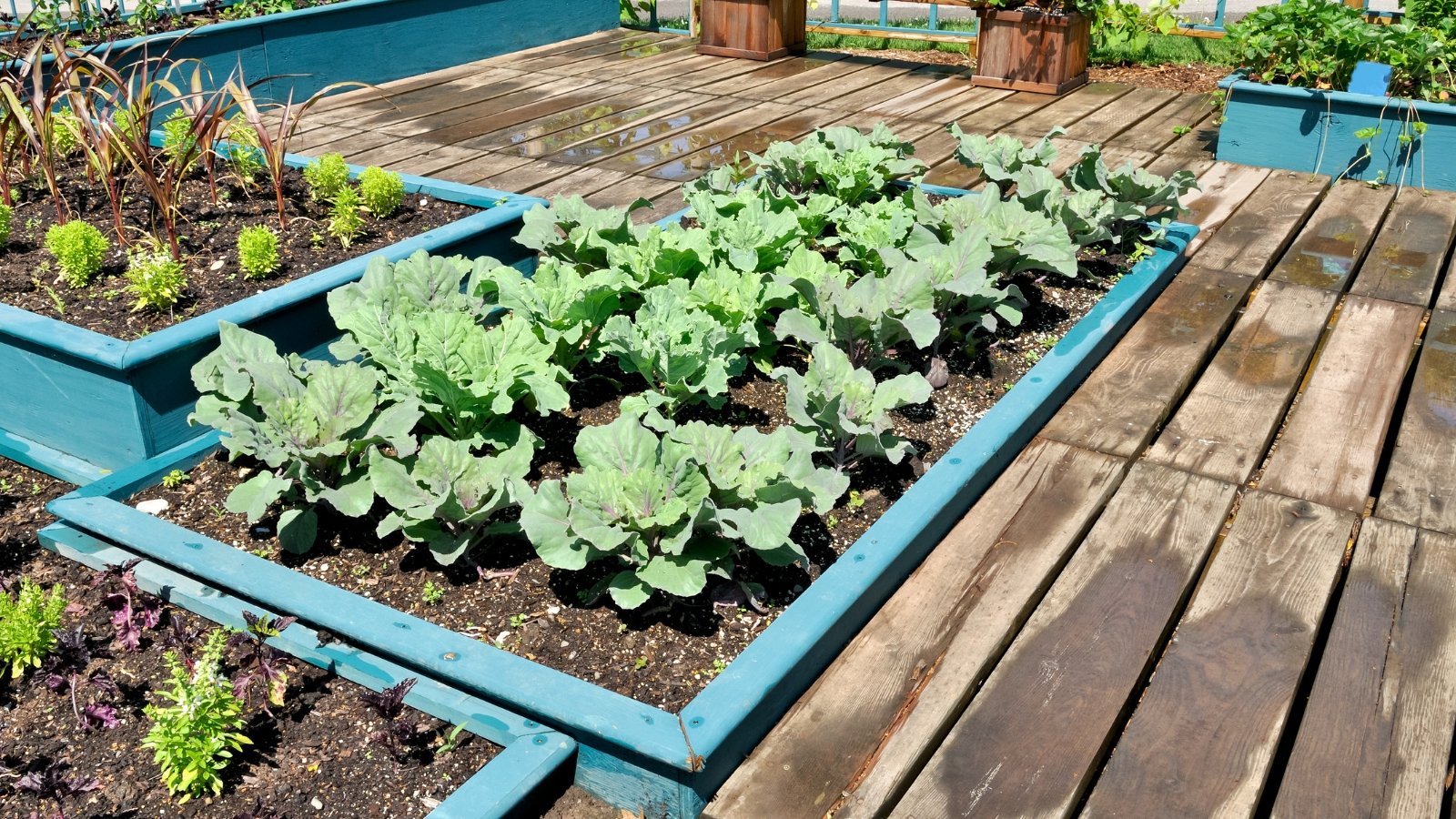 Cabbages thrive in blue raised beds, soaking up warm sunlight, their lush leaves stretching toward the sky, a picturesque scene of growth and nourishment in the garden.