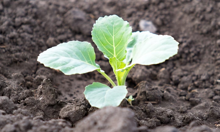 Cabbage seedling