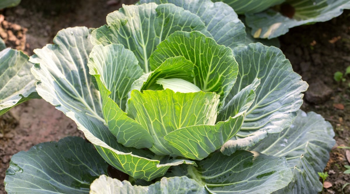 Close-up of a large cabbage plant in the garden. The plant forms a dense round head composed of overlapping, thick and crisp leaves. The leaves are bluish green in color with a waxy texture on the surface.