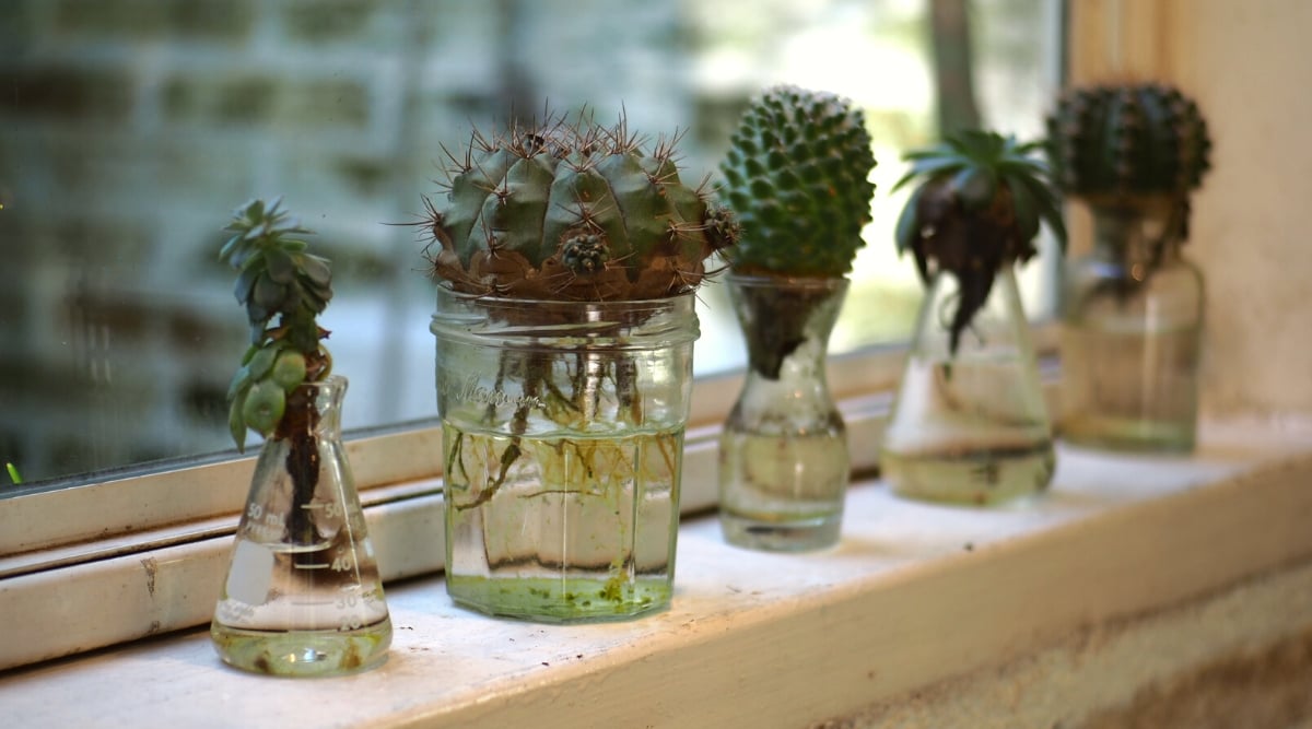 Close-up of succulents and cacti growing on a white wooden windowsill. There are Echeveria Etiolation and cacti in glass jars and glasses filled with water.