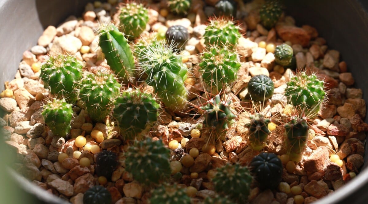 Growing cactus from seeds. Close-up of young sprouted cacti in a pot under sunlight. The plant produces upright, oval bodies with small spines. These cacti exhibit a vibrant green coloration.