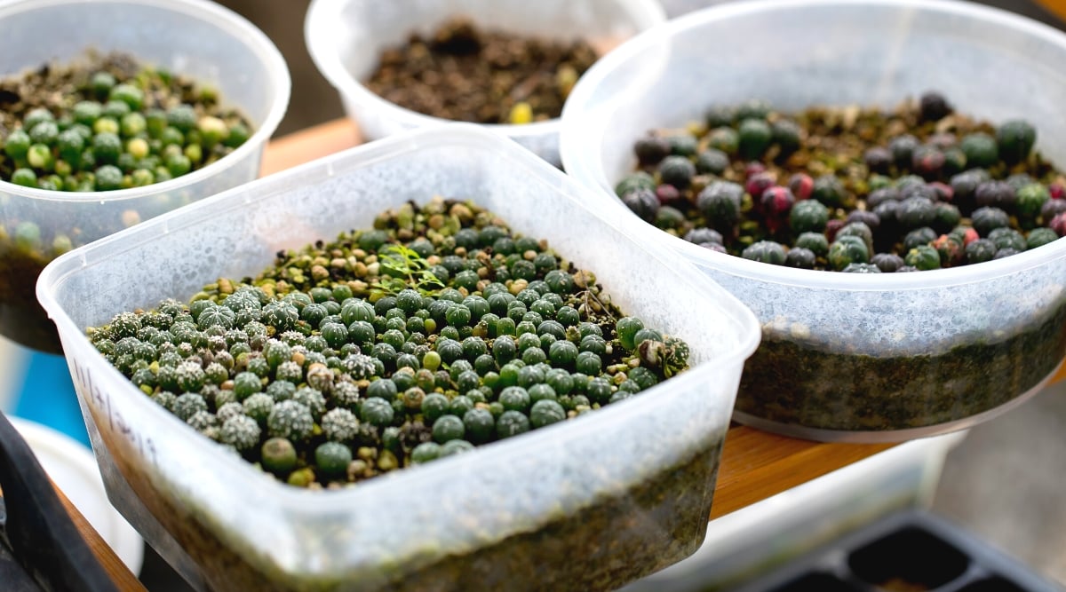 Close-up of several plastic containers with germinating Astrophytums cacti on a shelf indoors. Astrophytums cacti sprouts emerge as small, spherical bodies covered in fine, woolly hairs and tiny spines. These young plants exhibit a vibrant green coloration, tinged with hints of red or purple at the tips.