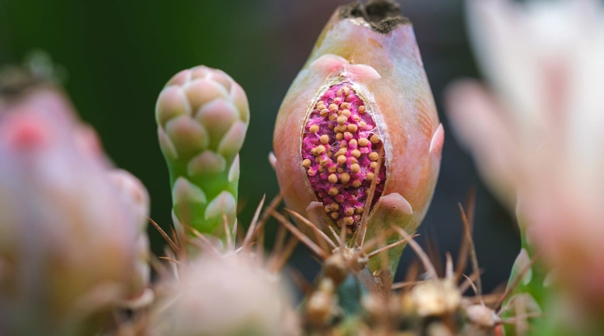 Close-up of a seed pod full of Gymnocalycium mihanovichii cactus seeds against a blurred background. The seed pod is a small, round structure that develops after the flowering stage. It has a pinkish-green coloration. Inside the pod, numerous tiny seeds are contained, each resembling a small, brownish speck with a smooth texture.