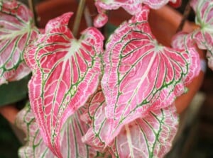 A close-up of potted Caladiums, showcasing their enchanting light pink leaves adorned with intricate green veins and delicate linings. The pink leaves have a delicate, almost ethereal quality.