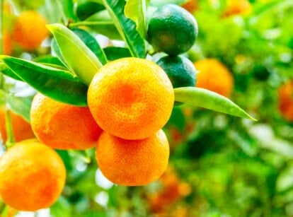 A close-up of vibrant orange and green calamondin fruits glistening in the sunlight on a compact dwarf tree. The blurred background reveals an abundance of additional fruits and lush foliage, emphasizing the productivity of the calamondin tree.