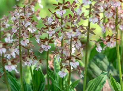 Close-up of Calanthe orchid discolor flowering plants in a garden against a blurred background. Its robust, pleated leaves form an attractive basal rosette with a glossy, dark green hue. Rising from the center of this foliage are tall, slender spikes bearing clusters of enchanting flowers. The blossoms, which have burgundy-brown petals and sepals, and white petals and labellums, feature a distinctive lip with intricate patterns.