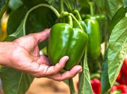 California growing zones. Close-up of a farmer's hand harvesting fresh organic green bell pepper in the garden. The pepper plant exhibits a bushy and compact growth habit with dark green, glossy leaves. The bell pepper itself is characterized by a vibrant green color, and its shape is blocky with three or four lobes. The skin is smooth and glossy. Ripe red peppers grow in a blurred background.