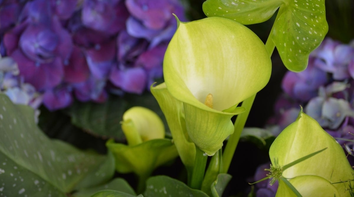 Calla Lily