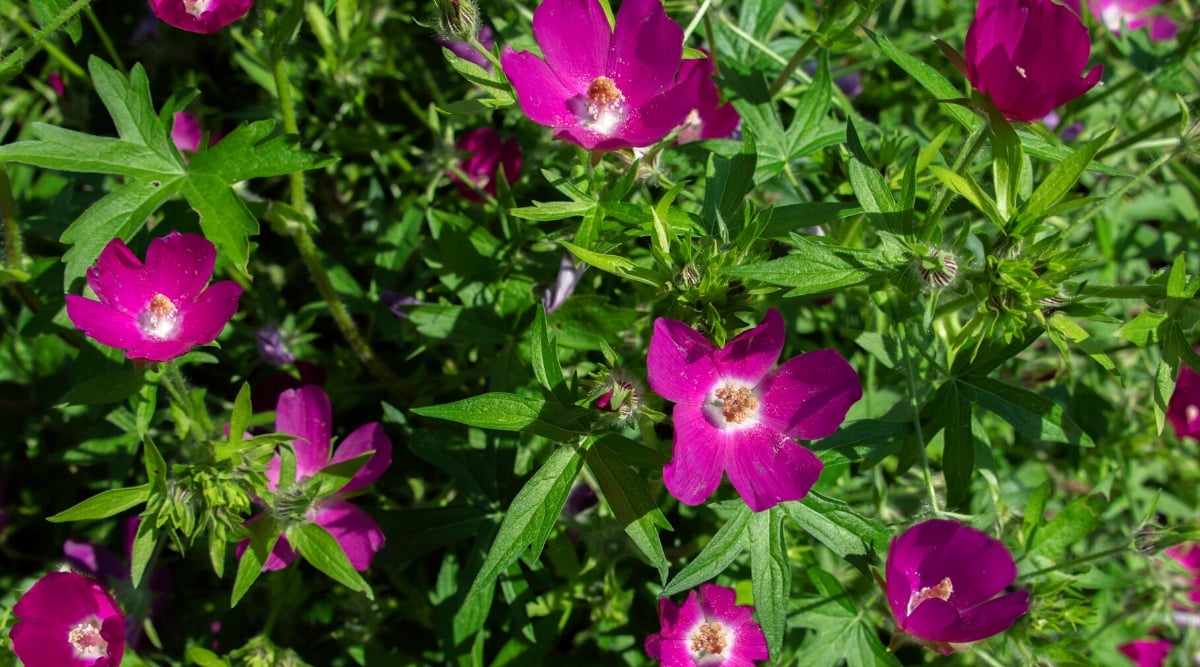 Top view, close-up of a flowering plant Callirhoe involucrata in a sunny garden. Callirhoe involucrata, commonly known as winecup or purple poppy mallow, is a low-growing perennial wildflower native to North America. The plant forms a spreading mound with deeply lobed, palmate leaves that are green in color and velvety in texture. The flowers are cup-shaped with five purple petals and a white central eye.