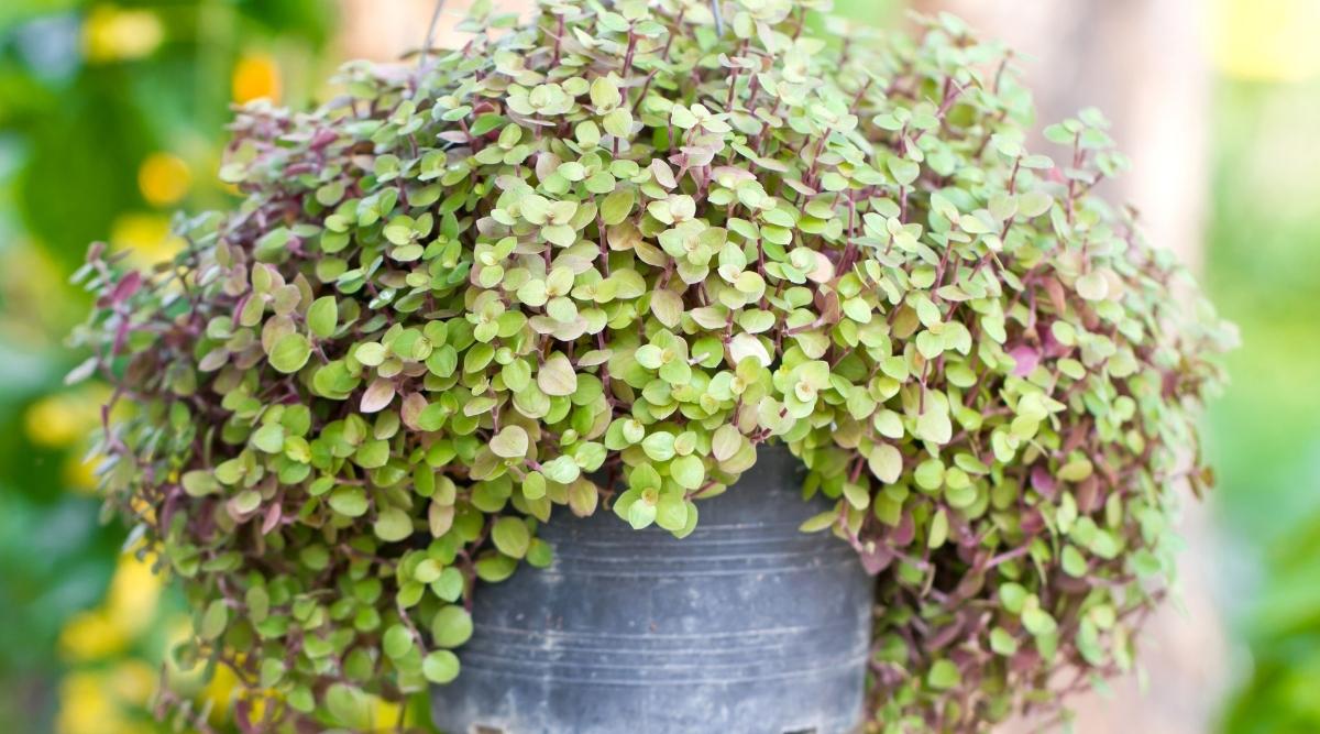 Roselings Plant Growing in Gray Pot