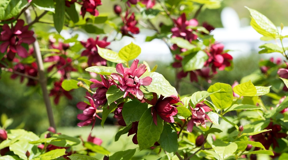 Close-up of a flowering plant Calycanthus floridus, commonly known as Carolina allspice or sweetshrub, is a deciduous shrub native to the southeastern United States. The plant has ovate to elliptical leaves that are medium to dark green in color. The leaves are simple, opposite, with smooth edges. Calycanthus floridus produces unique and showy single flowers, rich red-brown with maroon highlights.