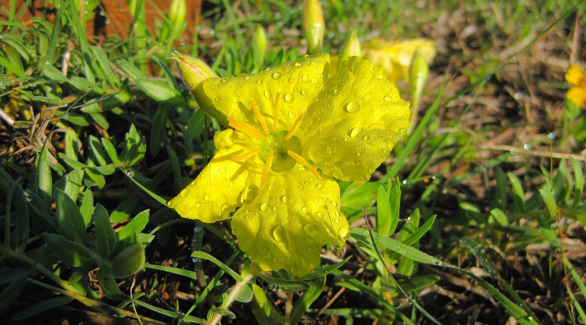 Close-up of a flowering plant Calylophus serrulatus covered with dew drops, in a sunny garden. The plant has a lumpy growth habit. It has green lanceolate leaves with serrated or serrated edges. The leaves are arranged alternately along the stems. Calylophus serrulatus produces showy, cup-shaped flowers in a bright yellow hue. The flowers have four petals.