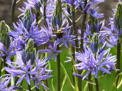 Close-up of flowering Camassia plants in a sunny garden. A small bumblebee sits on one of the flowers. The Camassia plant boasts slender, grass-like leaves that form dense tufts at the base, contrasting with its striking spike of star-shaped flowers. The flowers come in a soft purple color and emerge from tall stems. Each bloom features six petals arranged in a star-like pattern.