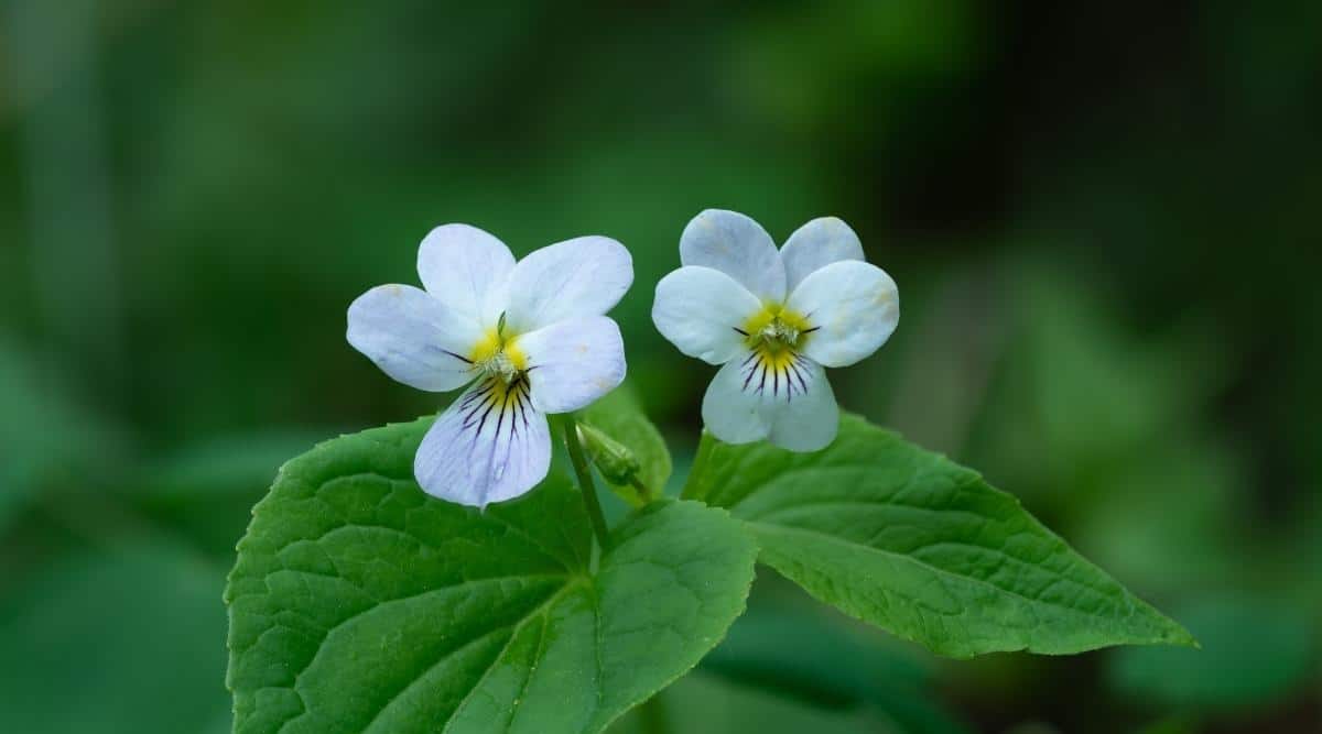 Canada Violet