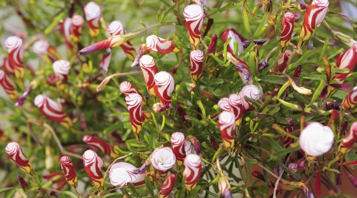 Candy Cane Sorrel