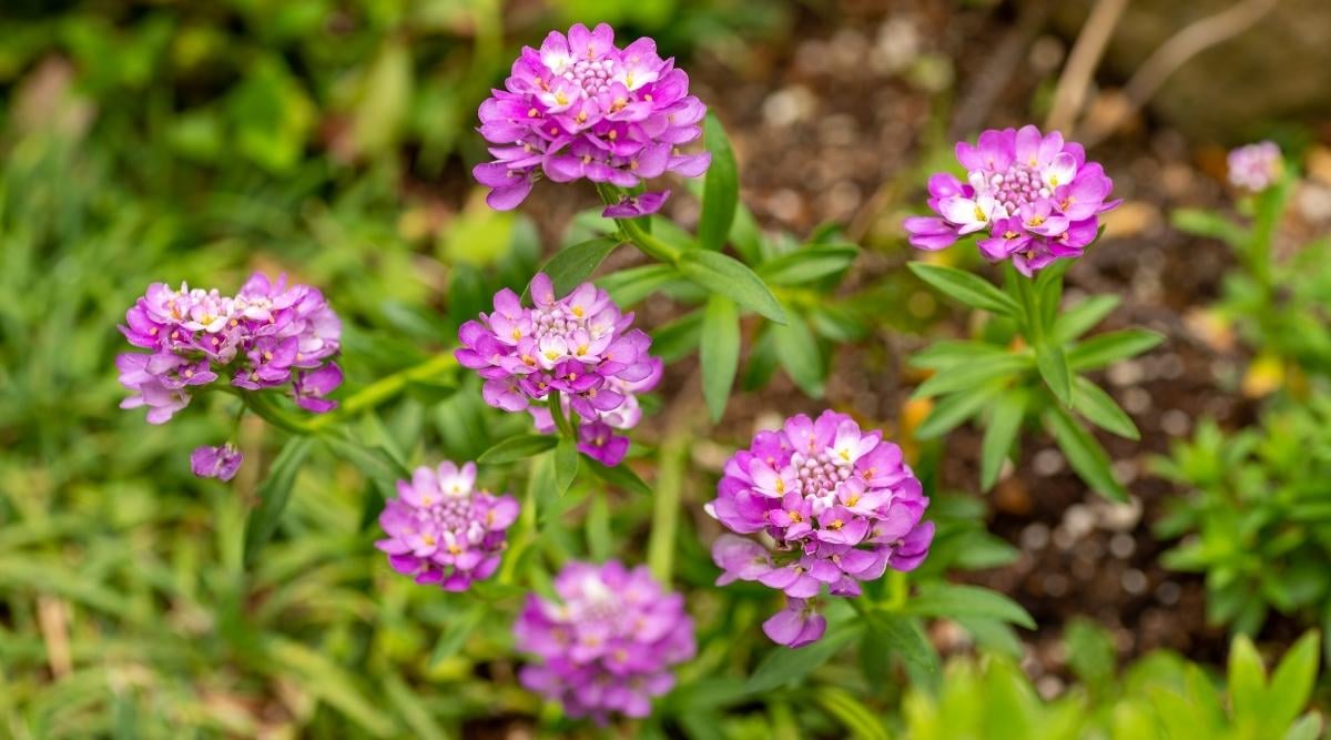 Candytuft