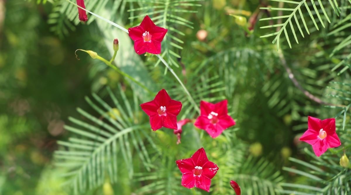 Cardinal Climber
