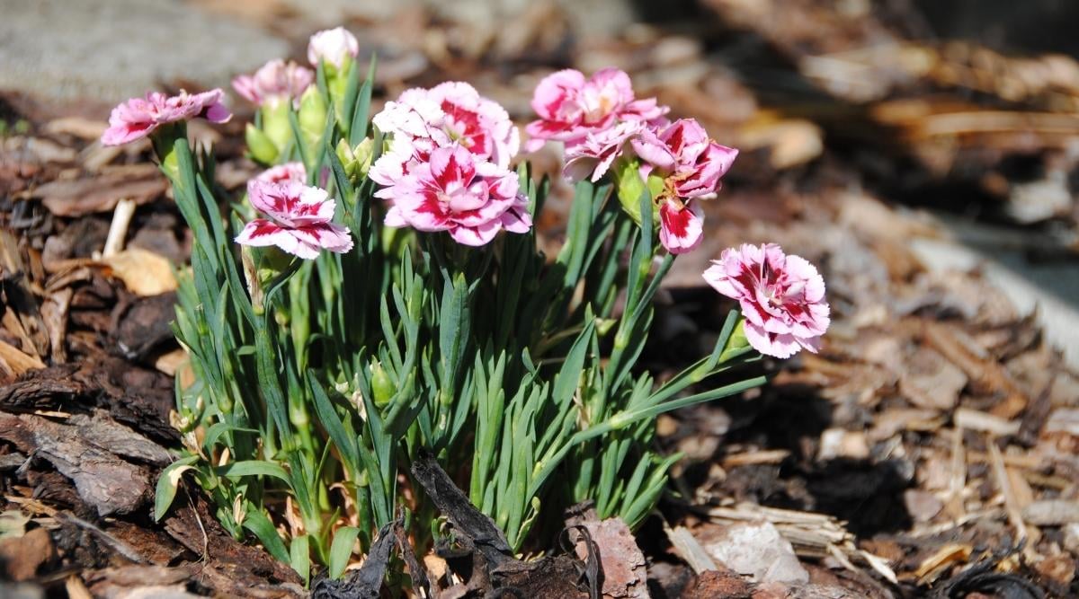Carnations