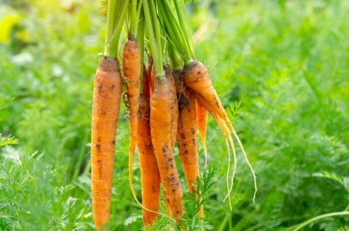 carrot companion plants