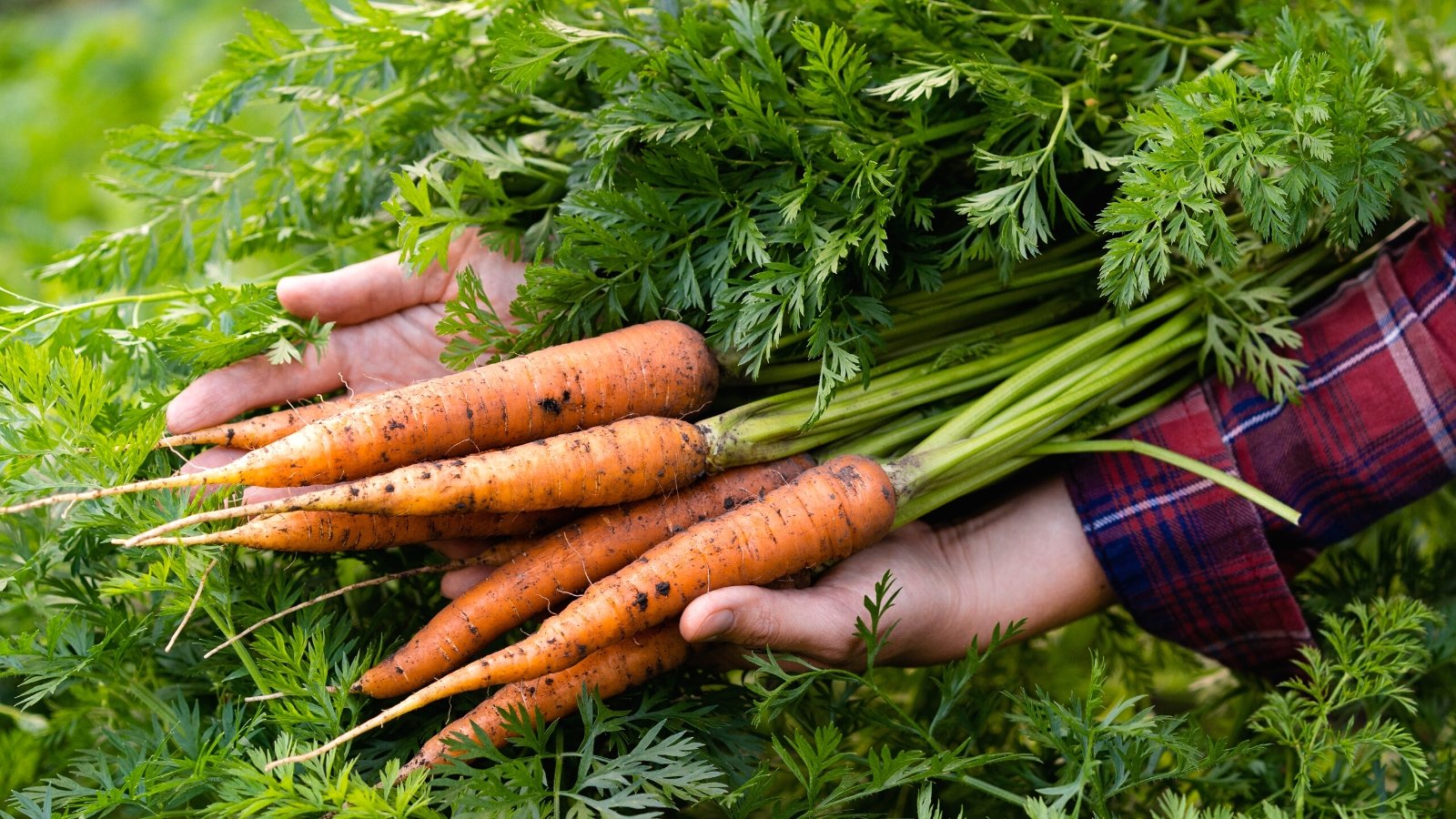 Close-up of a gardener in a red plaid shirt holding a bunch of freshly picked carrots in the garden. Carrots present a vibrant and earthy appearance with their slender, orange tapering roots extending from a lush green foliage. The foliage consists of feathery, fern-like leaves that grow in dense clusters.