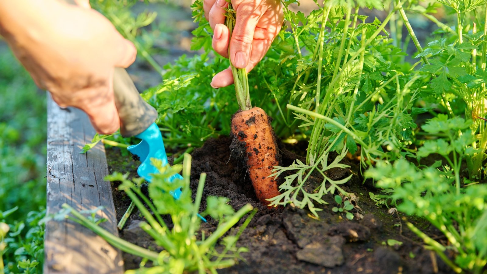 Close-up of a gardener with a blue trowel digging up ripe carrots in a raised bed in the garden.