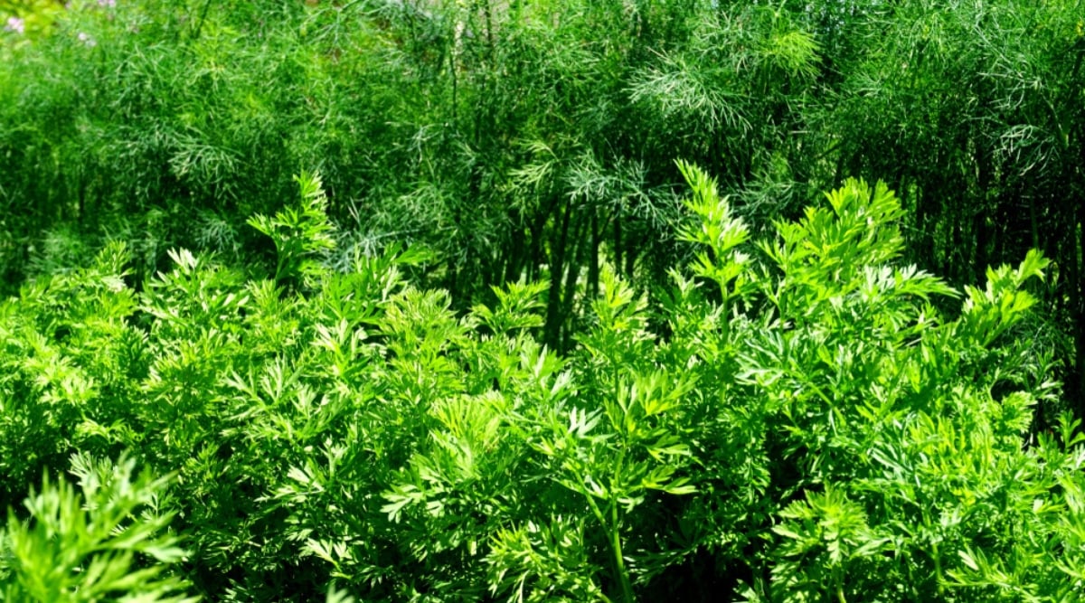 Close-up of growing dill and carrots in the garden. Carrots are root plants with long, tapering edible roots and a tuft of leaves at the top. The leaves are green, pinnate, divided into many narrow leaflets, which gives them a delicate and airy appearance. Dill is a herbaceous plant with tall thin stems and thin pinnate leaves. The leaves are divided into many thread-like segments, giving them a delicate and airy appearance.