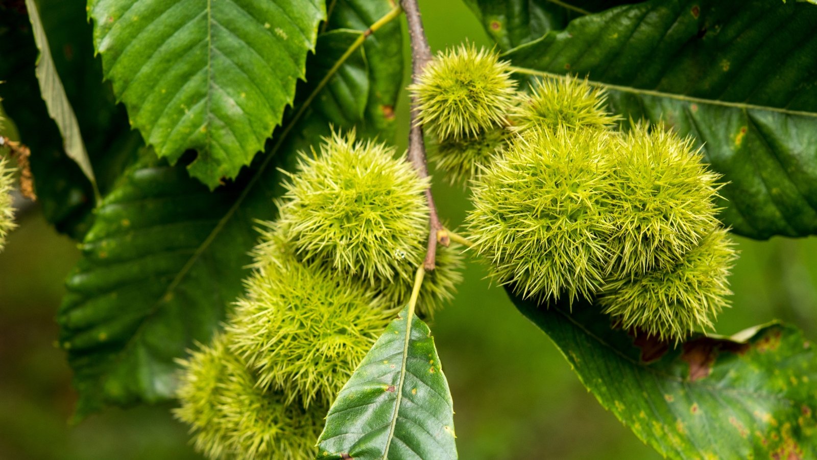 Green, spiky, round seed pods grow on woody stems with broad, textured leaves in a natural setting.